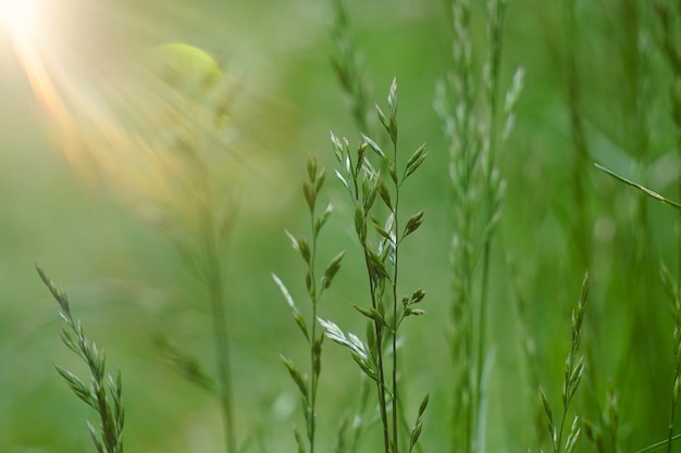 Green flower plant in summer in the nature, plants in the garden