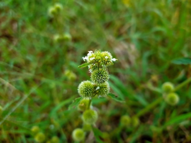 Green flower weed grass plant