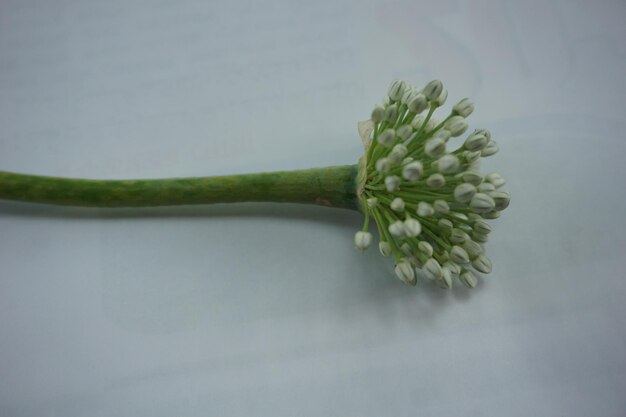 芽が開いた緑の花