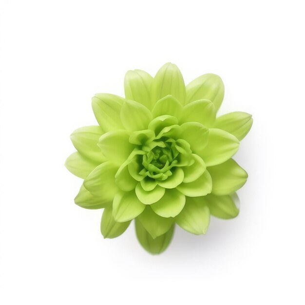 A green flower with a green center.