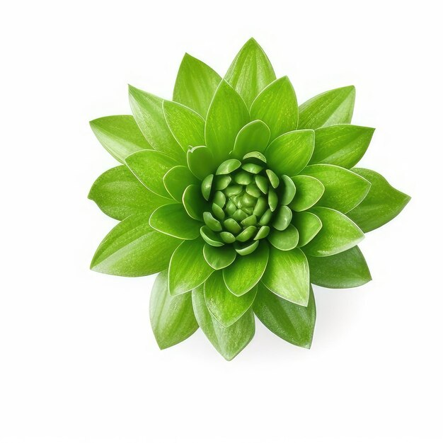 A green flower with a green flower on it