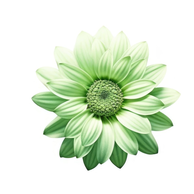 Зеленый цветок с зелеными листьями и зеленым центром.