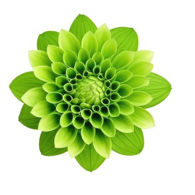 A green flower with green leaves that say " green ".