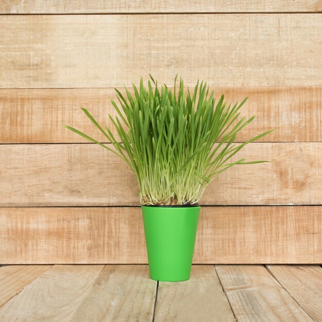 Green flowerpot with greens