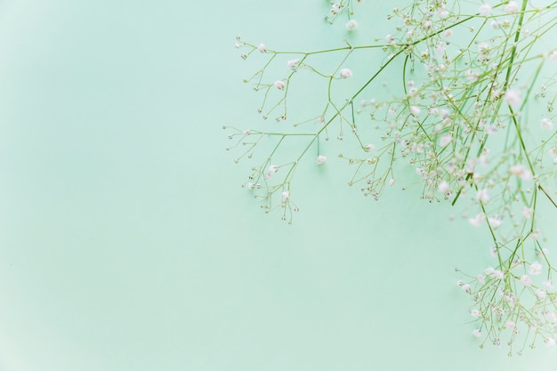 Green flowers branches on table