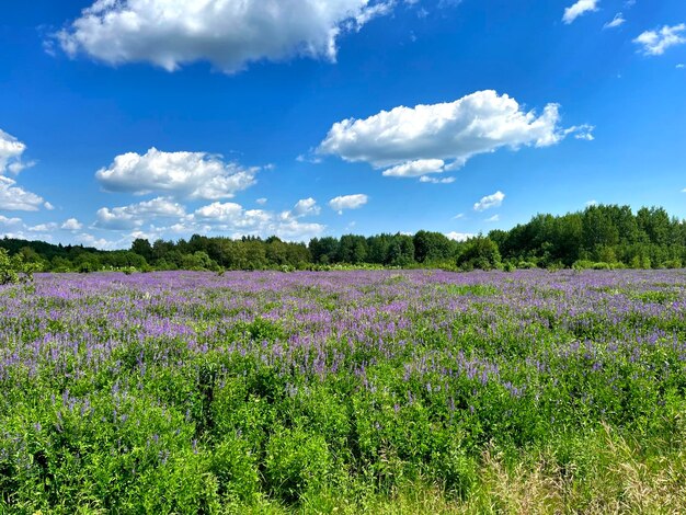 Green flowers field with clouds and blue sky on a sunny summer day