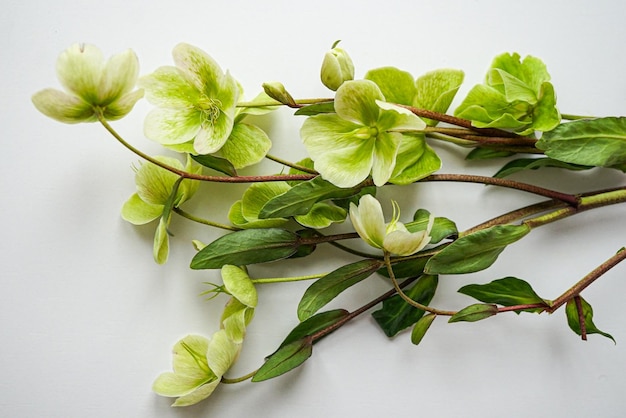 green flowers on a white background