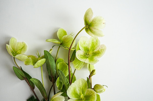 Fiori verdi su sfondo bianco