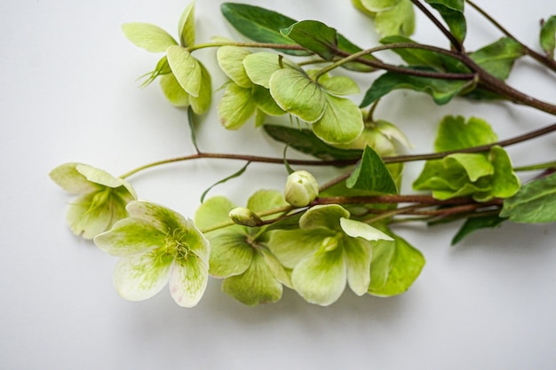 green flowers on a white background