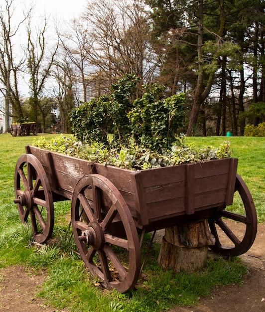 Photo green flowers on a wooden small decorative cart cart as an external decoration of the yard or garden.