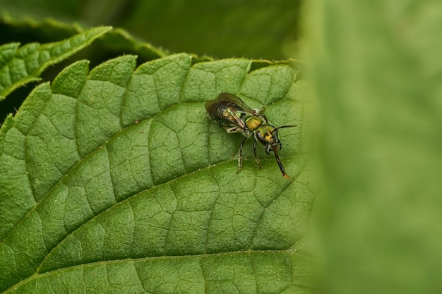 A green fly drinking water perched on a green leaf