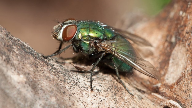 green fly macro