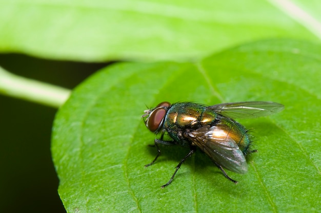 Macro della mosca verde