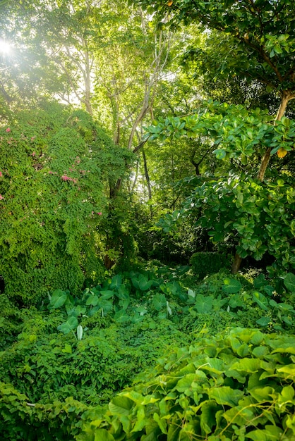 Fogliame verde nella foresta atlantica joao pessoa paraiba brasile