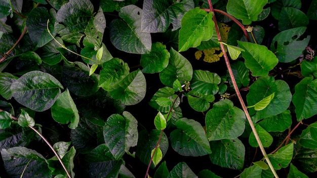 Foto sfondo verde fogliame in natura la natura tropicale verde scuro lascia l'attenzione sullo sfondo della foglia