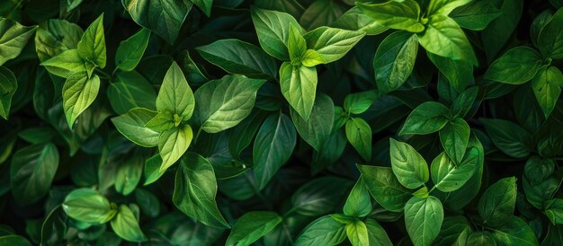 Green foliage background