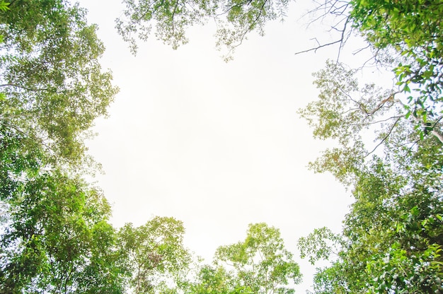 Green foliage on blue sky background