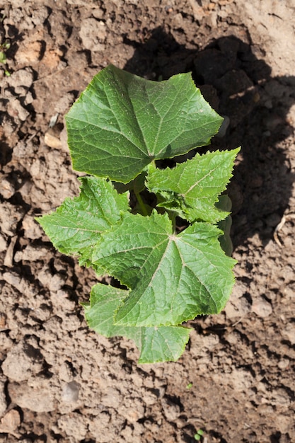 Green foliage on cucumber seedlings growing in the field, closeup on top