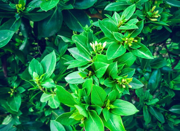 絡み合った装飾的な緑のツタの緑の葉。庭の植物の茎と葉が成長している自然な背景のテクスチャ。