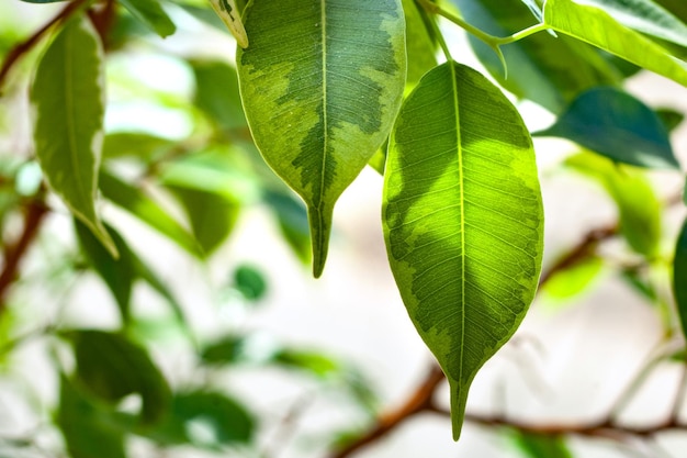 Fogliame verde del cespuglio di ficus il gioco della luce solare sulle foglie