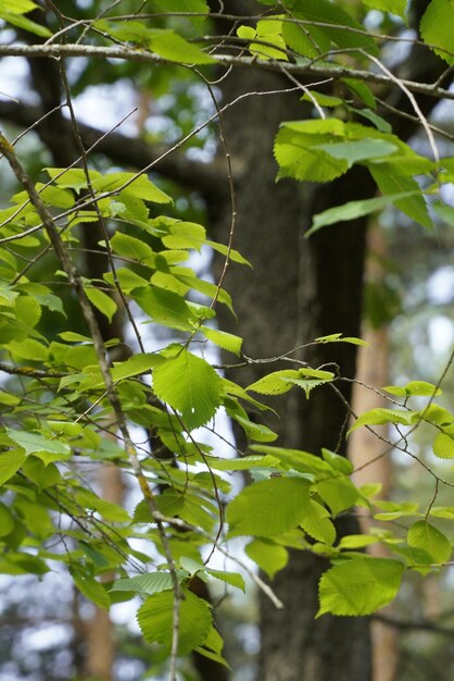 Green foliage in the forest under the rays of the sun