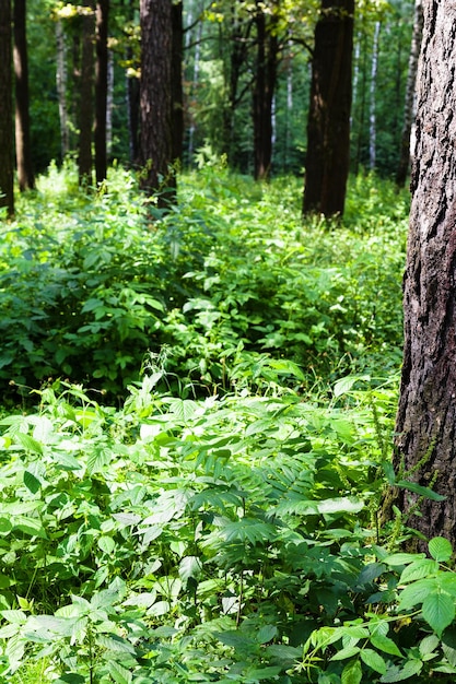 Green foliage of forest undergrowth in summer