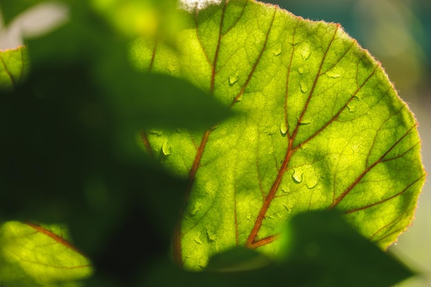 a green foliage leave background