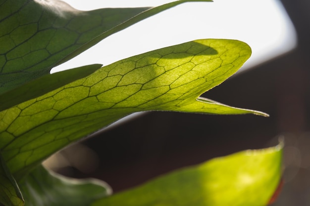 a green foliage leave background