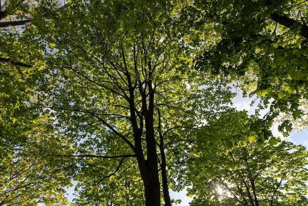 green foliage of maple trees in the spring season deciduous maple trees with the first spring foliage of green color