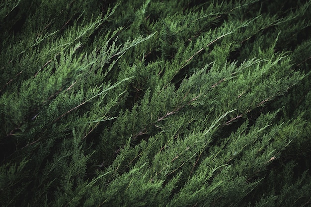Зеленая листва средиземноморского кипариса