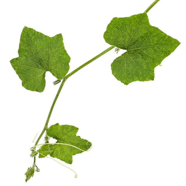 Зеленая листва тыквы на белом фоне