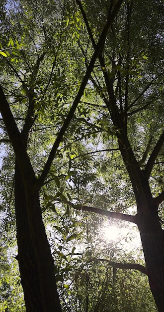the green foliage of the silver willow in the summer
