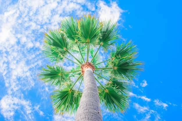 Green foliage of tall palm trees on background of blue sky bottom view Livistona Rotundifolia or fan palm