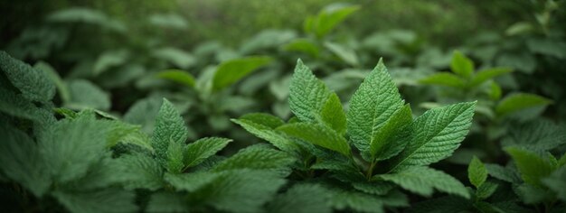 Green foliage texture