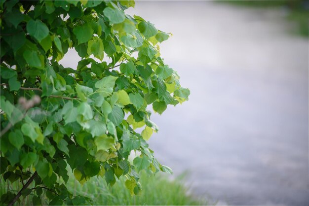 Green foliage tree closeup