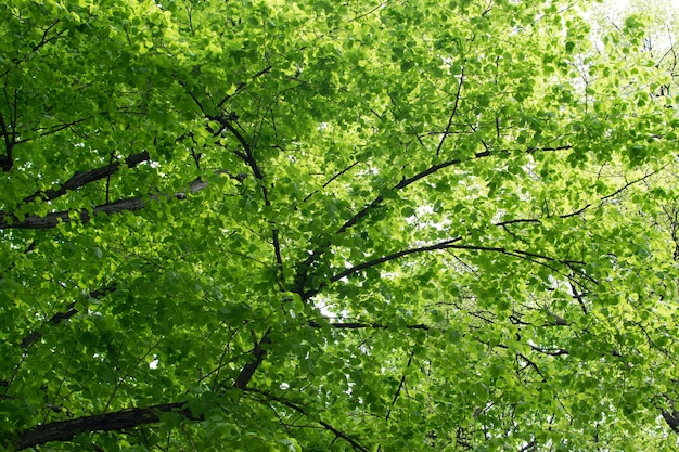 Fogliame verde della priorità bassa di struttura delle cime degli alberi