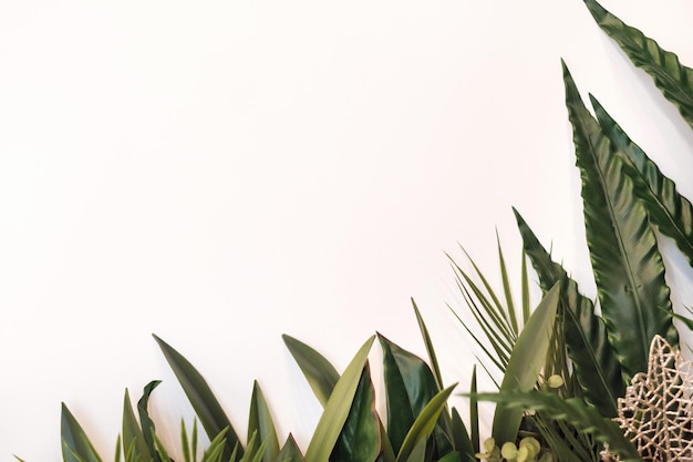 Green foliage on a white background. Place for the inscription