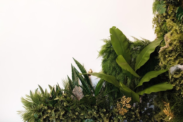 Green foliage on a white background. Place for the inscription