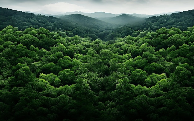 Green Forest Aerial view