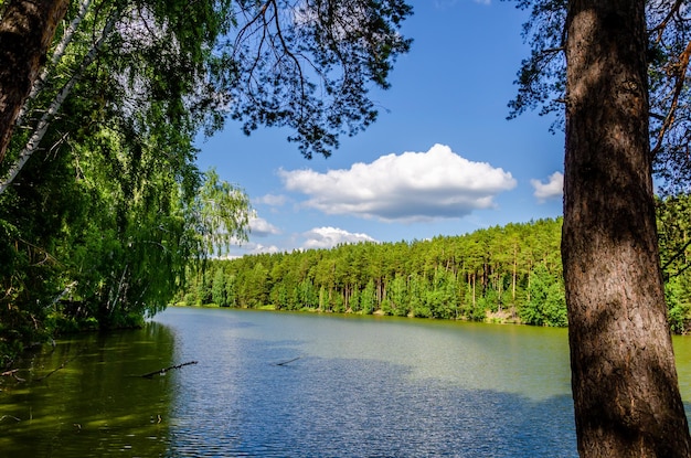 Зеленый лес вдоль берегов реки в летний день.