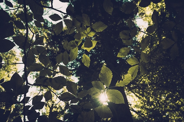 Green forest background in a sunny day. Bright sun in the forest