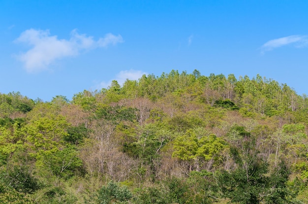 Green forest background in a sunny day Tropical forest on blue sky