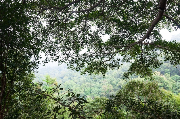 晴れた日の熱帯林の緑の森の背景