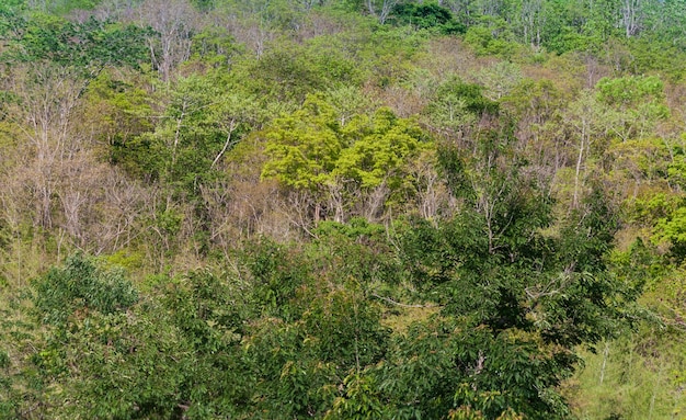 Green forest background in a sunny day Tropical forest