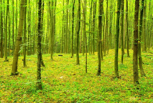 Green forest  background in a sunny day