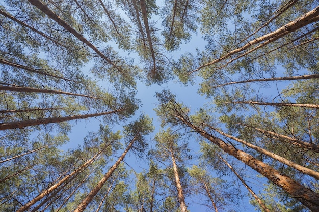 Green forest background