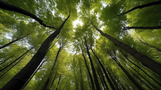 Green forest of beech trees looking up low angle shot ai generative