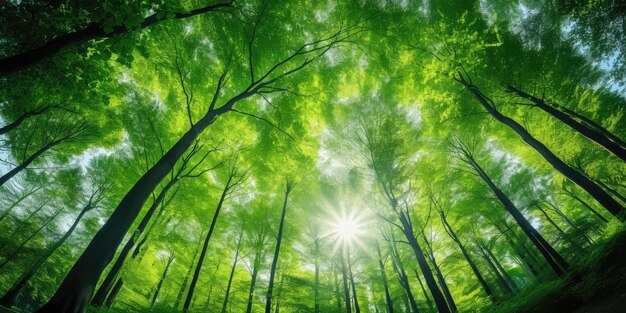 Зеленый лес буковых деревьев смотрит вверх. Солнечные лучи сияют.