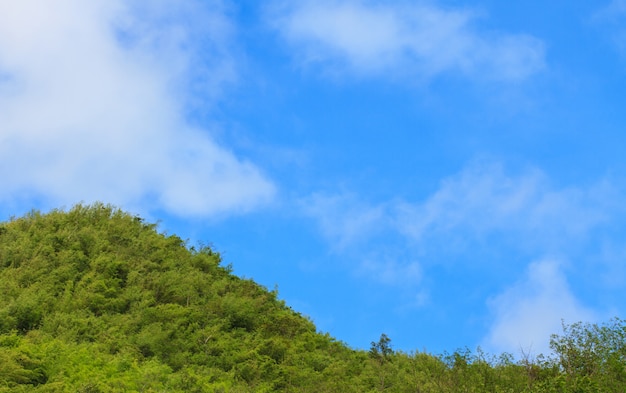 Green forest and blue sky with white cloud background