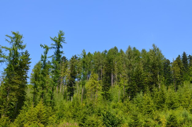 a green forest under a blue sky